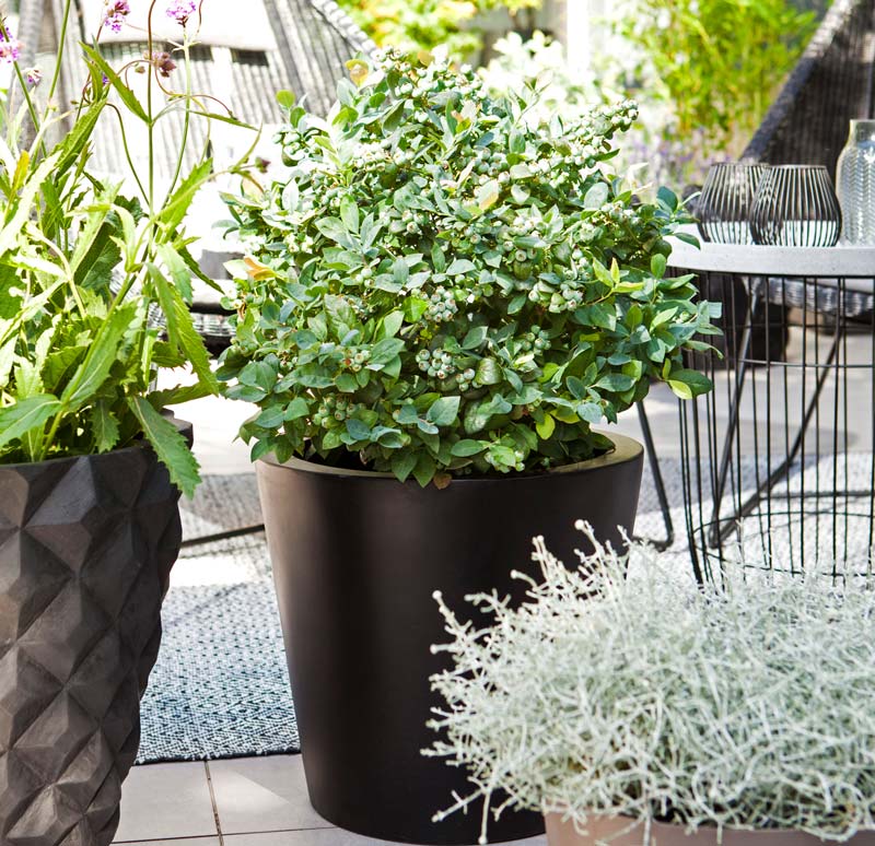 Terrasse mit BrazelBerry® Pflanze mit grünen Beeren