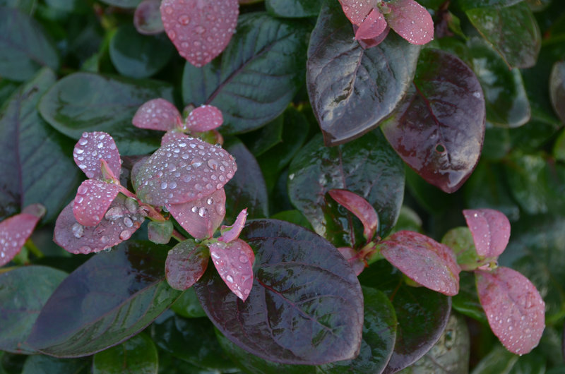 Nahaufnahme des Laubes einer BrazelBerry® Pflanze mit Regentropfen darauf.