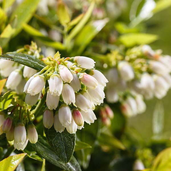 BerryBux® Nahaufnahme der Blüten im Frühling