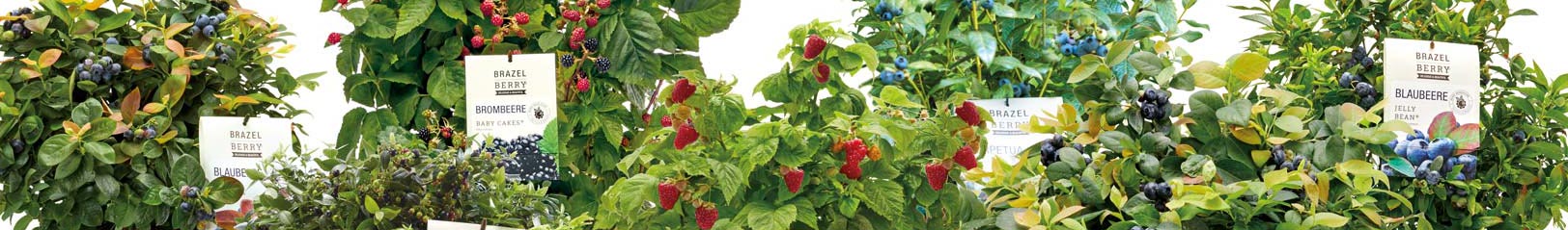 Ausschnitt verschiedener BrazelBerry® Pflanzen