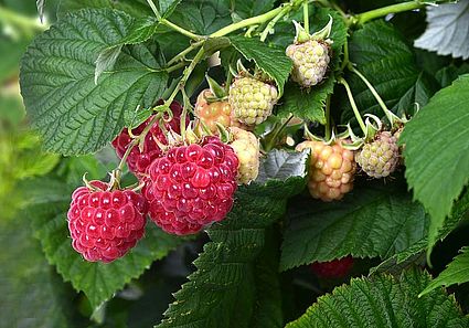 Raspberry Shortcake Brazelberry