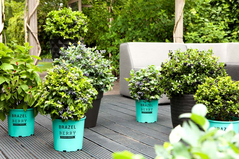 Terrasse mit BrazelBerry® Pflanzen im Produkttopf